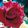 rose Georges Dickson