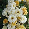 rose Ghislaine de F�ligonde