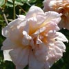 rose Gilbert Nabonnand