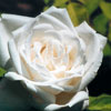 rose Gloire Lyonnaise