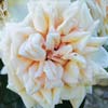 rose Gloire de Dijon