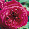 rose Gloire de Ducher