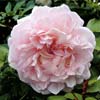 rose Gruss an Aachen