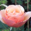 rose Gruss an Coburg Climbing