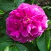 rose Hansa