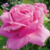 rose Heinrich Schultheiss