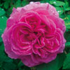 rose Hommage a Soupert et Notting