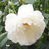 rose Iceberg Climbing