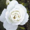 rose Iceberg
