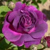 rose Indigo