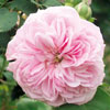 rose Jacques-Amyot