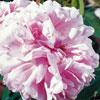 rose Jacques Cartier