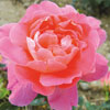 rose Jacques Latouche