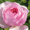 rose Jacques Truph�mus