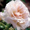 rose Jean Ducher