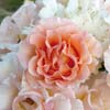 rose Jean de Luxembourg, roi de Boh�me