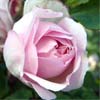 rose Jeanne Corboeuf