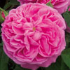 rose John Hopper