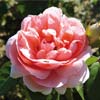 rose Josiane Pierre-Bissey