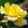 rose Julien Potin