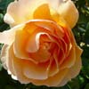 rose Just Joey