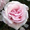 rose Kathleen Harrop