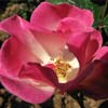 rose La Marne