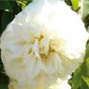 rose Lamarque