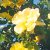 rose Lawrence Johnston