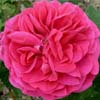 rose Le Havre