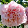 rose Le V�suve