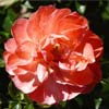 rose L�onie Lamesch