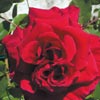 rose Lieutenant Chaur�