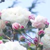 rose Little White Pet