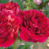 rose Lord Beaconfield