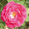 rose Louis Noisette
