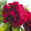 rose Louis Van Houtte