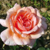 rose Louise Catherine Breslau