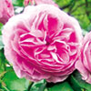 rose Louise Odier