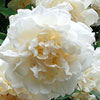 rose Madame Alfred Carri�re