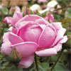 rose Madame Caroline Testout