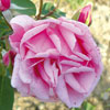 rose Madame Driout