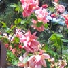 rose Madame Edouard Herriot
