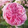 rose Madame Ernest Calvat