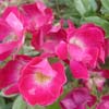 rose Madame Francisque Fabvre