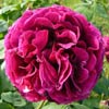 rose Madame Francisque Rive