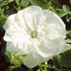rose Madame Hardy