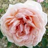 rose Madame Hector Leuliot