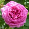 rose Madame Isaac P�reire