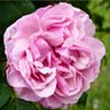 rose Joseph Bonnaire